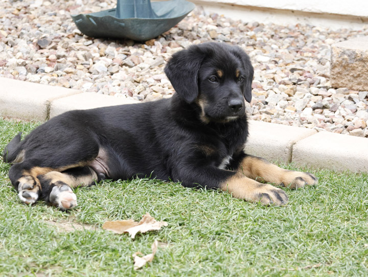 chinook dog